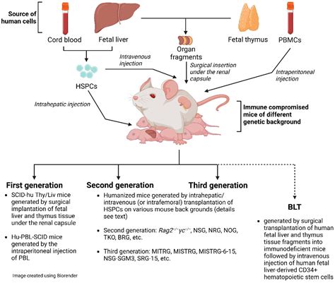 Immunodeficiency Model