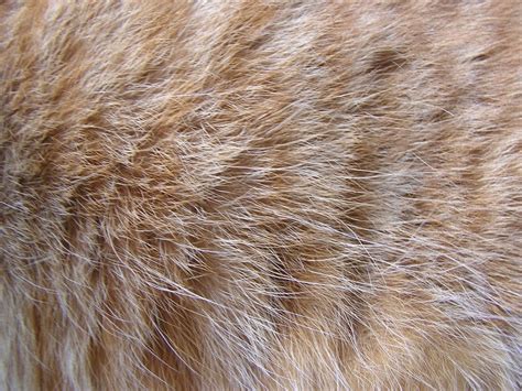 Cat's red fur texture, free photos, #1575706 - FreeImages.com