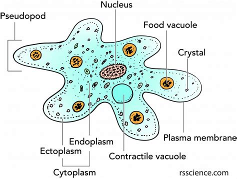 Facts about Amoeba, structure, behavior and reproduction - Rs' Science