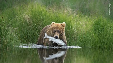 Natural History Museum Wildlife Photographer Of The Year 2024 - Truda ...