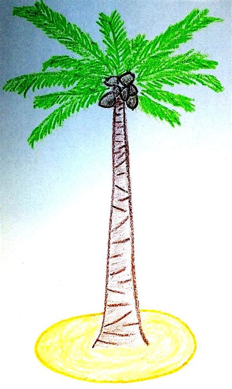 Coconut Tree Drawing by Henrich Horvath - Fine Art America