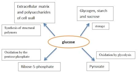 Glucose Formula & Elements - Lesson | Study.com