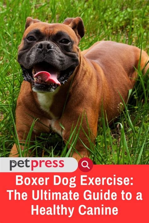 Boxer Dog Exercise: The Ultimate Guide to a Healthy Canine