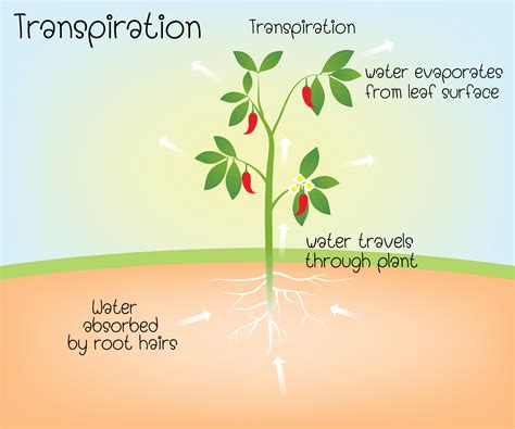 Top 169+ Importance of osmosis in plant and animal cells ...