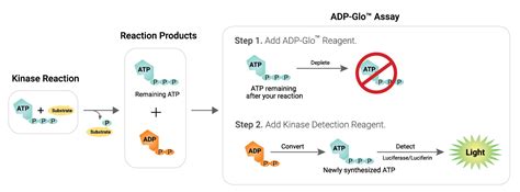 Kinase Biology for Drug Discovery