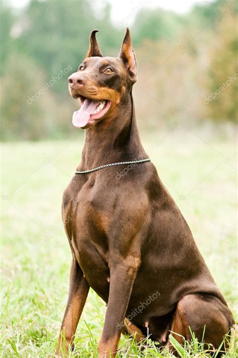 Sitting brown doberman pinscher — Stock Photo © kalinovsky #5417481