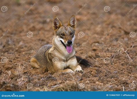 Jackal in Natural Habitat at Hampi, Karnataka, India Stock Image ...