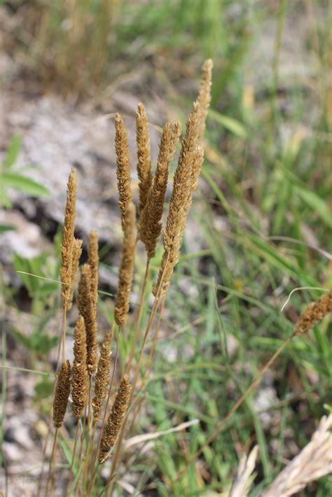 Prairie June Grass – Star Seed Inc.