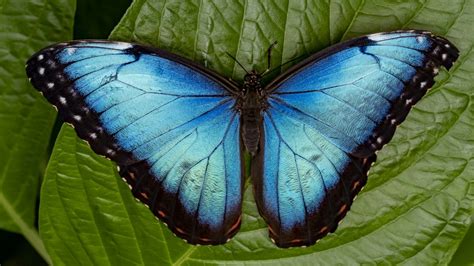 Butterflies evolved from moths about 100 million years ago in North ...