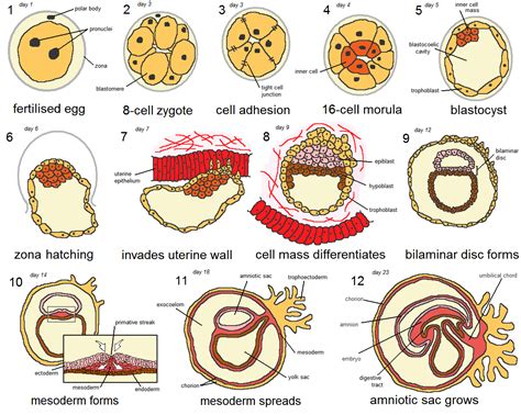 Embriologia humana, Periodo embrionario, Histología