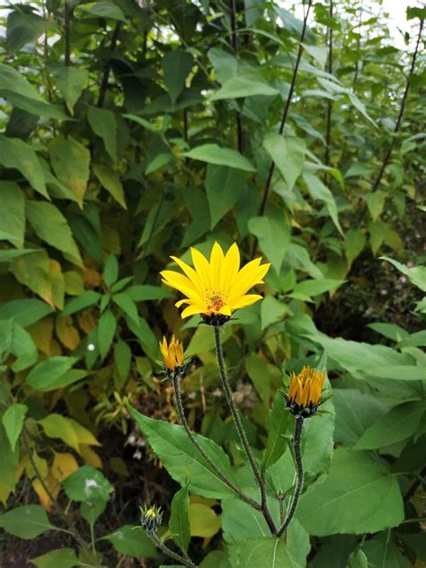 Topinambur - Helianthus tuberosus - Anima Plant - 9,30 lei