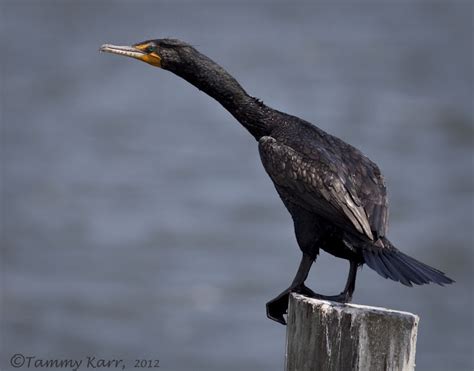 i heart florida birds: Cormorants & Anhingas