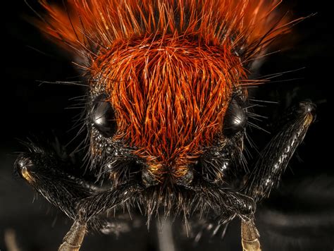 Cow Killer | Cow Killer — This close up of a Velvet Ant (whi… | Flickr