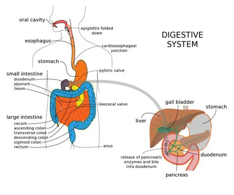 The Human Digestive System Diagram - Viewing Gallery