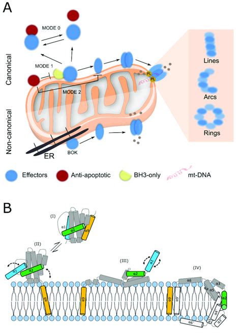 The BCL-2 family of proteins. (A) Regulation of apoptosis by the BCL-2 ...