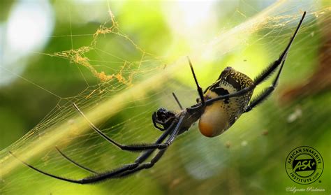 Common Garden Orb Web Spider South Africa | Fasci Garden