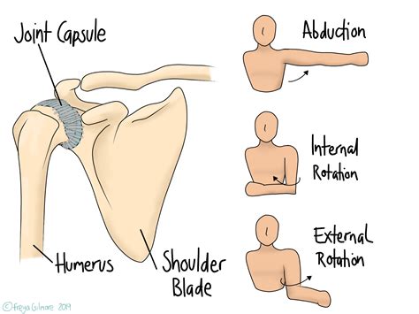 External Rotation Of Shoulder