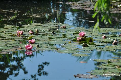 Claude Monet's garden at Giverny