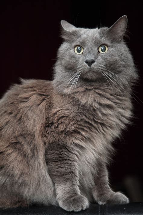 15 Gorgeous Grey Cat Breeds You'll Love I Discerning Cat