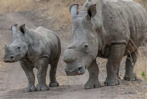 Rhino Poaching In South Africa Declines During COVID-19 Lockdown