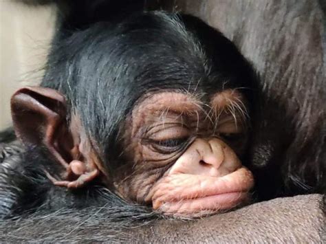 The heartwarming moment a chimpanzee mom is reunited with her newborn ...