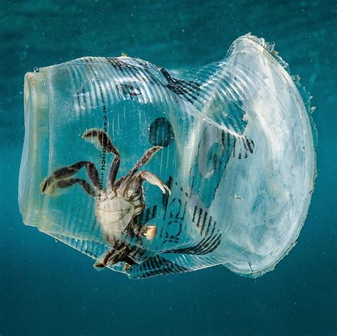 A crab stuck in plastic underwater shows the negative impact of single ...