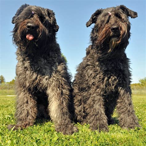 Bouvier des Flandres | Dog Breeds