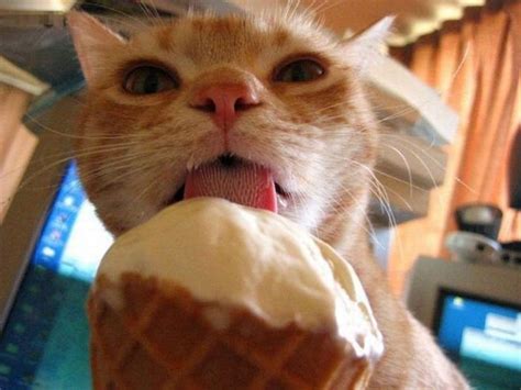 Cat Licks Ice Cream - 1Funny.com