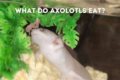 What Do Axolotls Eat? [Owner’s Guide] – Pets From Afar