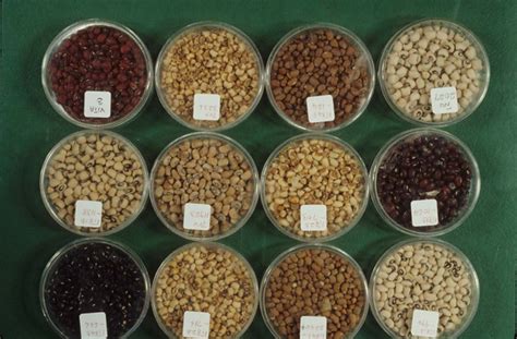 Cowpea varieties on display at IITA genebank Ibadan | Flickr - Photo ...