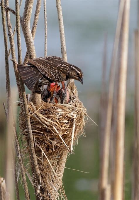 Red-winged Blackbird: Female and Nest