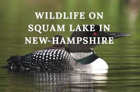 Wildlife on Squam Lake in New Hampshire - Lakefront Living ...