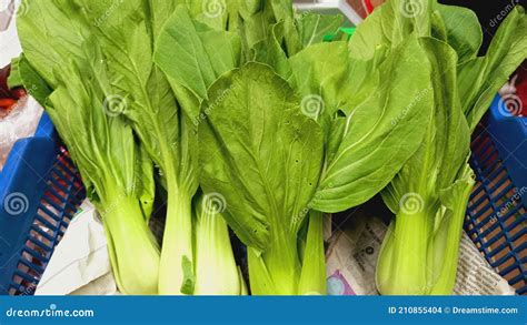 Vegetable pakcoy fresh stock photo. Image of fresh, salad - 210855404