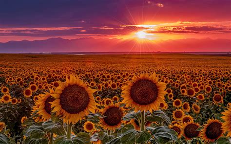 Sunflowers field at sunset, America, sunflowers, field, sky, beautiful ...