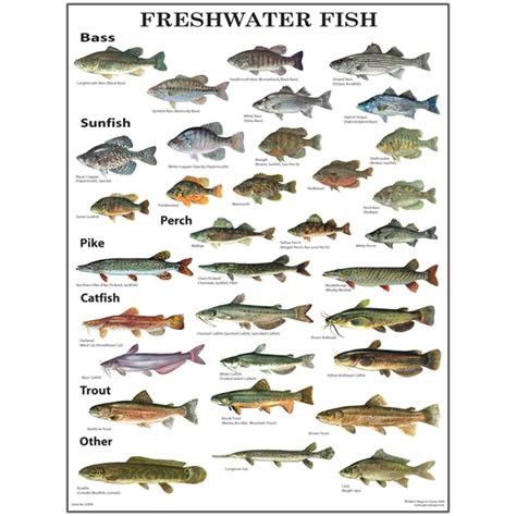 GMCO's Freshwater Fish Poster Laminated - GMCO Maps