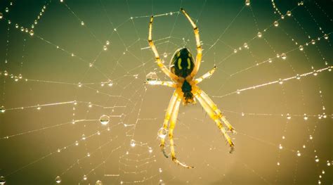 The Benefits of Spiders - Don't Be Scared of Spiders!