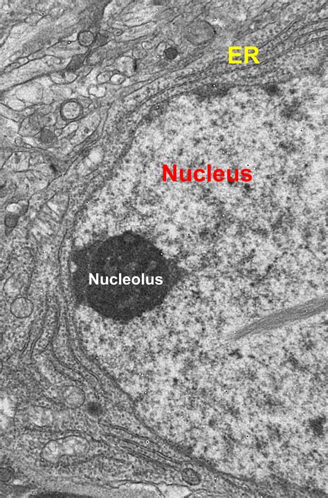 animal cell under electron microscope - Saturnina Tolliver