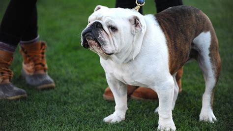 Handsome Dan XVII, Yale Bulldogs mascot, dies at age 9 - ESPN