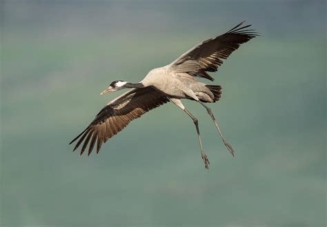 Common Crane Photograph by Nigel Spencer - Fine Art America