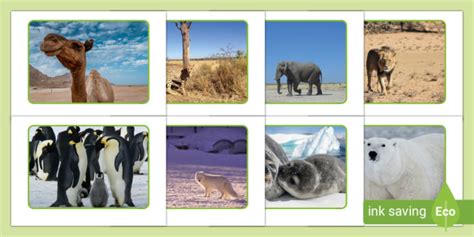 Animals in Hot and Cold Climates Display Photos