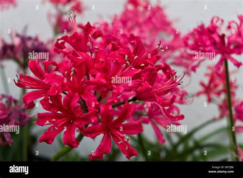 dh Guernsey lily LILIES GUERNSEY Bunches of Guernsey lilies displayed ...