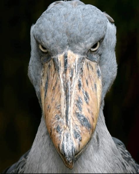 🔥 Don´t mess with the shoebill (Balaeniceps rex) : r/NatureIsFuckingLit