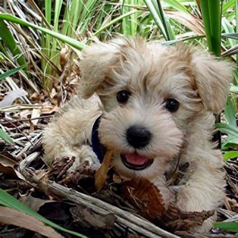 Schnauzer Poodle Mix Schnoodle Photograph | Schnoodle: Schnauzer Poodle ...