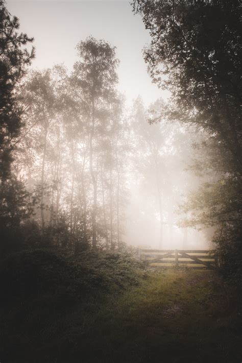 Photographing in a foggy forest — Dedication Photography