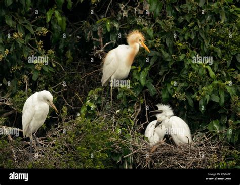 Cattle egret nesting hi-res stock photography and images - Alamy