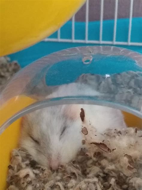 Here's a picture of my hamster sleeping to brighten up your day : hamsters