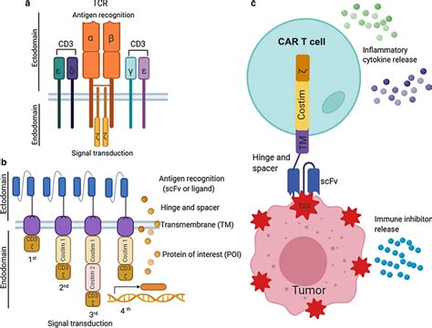 Basic principle of CAR structure and CAR T-cell therapy. a T-cell ...