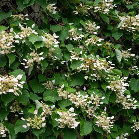 Climbing hydrangea on trellis 🌿 🌼 A vertical journey of blossoms