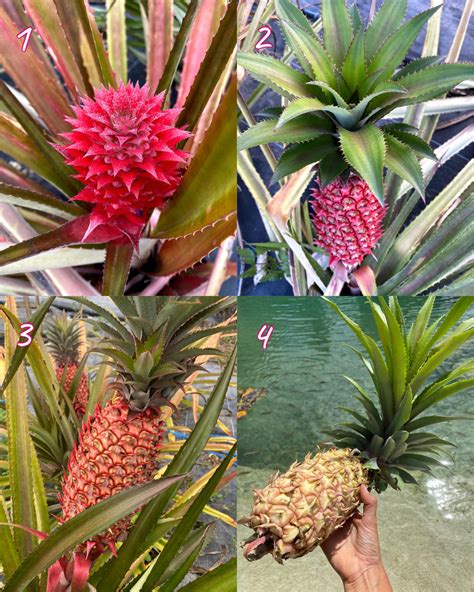 Red Pineapple Plant – Miami Fruit