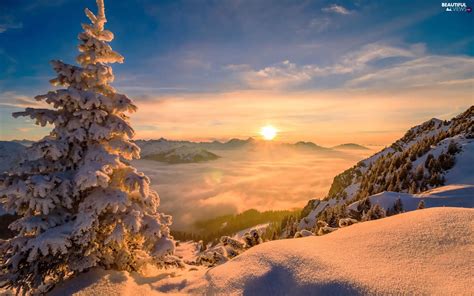 Fog, Sunrise, trees, Mountains, winter, Snowy, spruce - Beautiful views ...